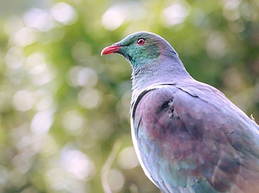 Zealandia Karori Experience