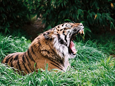 Wellington Zoo